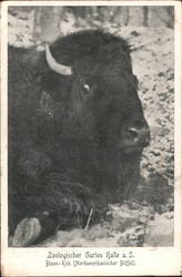 North American Bison, Zoological Garden Postcard
