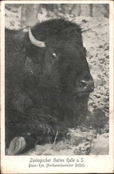 North American Bison, Zoological Garden Halle, Germany Postcard Postcard Postcard