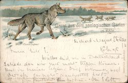Gruss aus dem zoologischen Garten in Köln Postcard