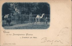 Greetings from the Zoological Garden in Frankfurt / Main - Camels Germany Postcard Postcard Postcard