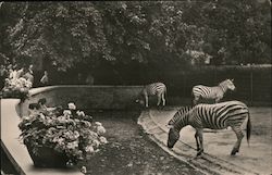 Zoological Garden Frankfurt /Main - Zebras Germany Postcard Postcard Postcard