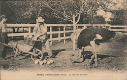 Ostrich Farm in Nice, Collecting Eggs. France Postcard Postcard Postcard