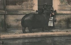 L'Hippopotame Tako, Devoured Keeper on July 17,1903 Paris, France Postcard