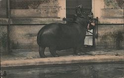 L'Hippopotame Tako, Devoured Keeper on July 17,1903 Paris, France Postcard Postcard Postcard