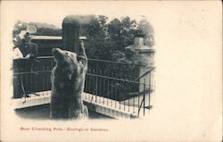 Bear Climbing Pole, Zoological Gardens Postcard