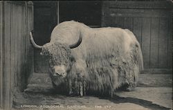 London Zoological Gardens, The Yak. Postcard