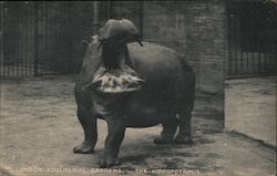 London zoological Gardens - The Hippopotamus Postcard