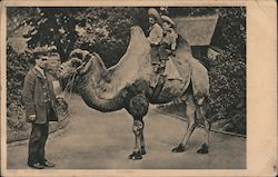 Children on a camel at the zoo UK Postcard Postcard Postcard