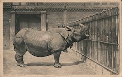 Rhinoceros, London Zoo England Postcard