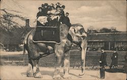 Riding on the Elephant at the Zoo, London Postcard