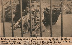 The Tiger UK Postcard Postcard Postcard