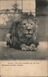 "Sultan" The Lion, Presented by The King, Zoological Gardens Postcard