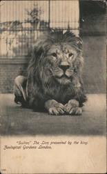 "Sultan" The Lion, Presented by The King, Zoological Gardens London, England Postcard Postcard Postcard