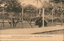 Feeding the Parrots, Palatino Park Havana, Cuba Postcard Postcard Postcard