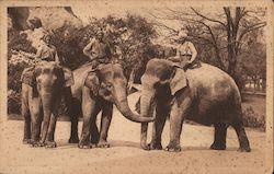 A Group of Men on top of Elephants Postcard