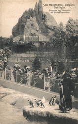 Penguins and Seals, Carl Hagenbeck's Zoo Postcard