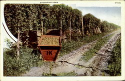Gathering Hops Postcard