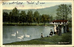Feeding the Swans at the Lake White Sulphur Springs, WV Postcard Postcard