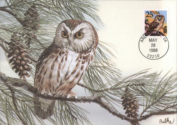 Saw-Whet Owl Maximum Cards