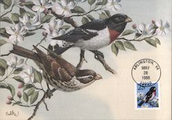 Rose-Breasted Grosbeak Postcard
