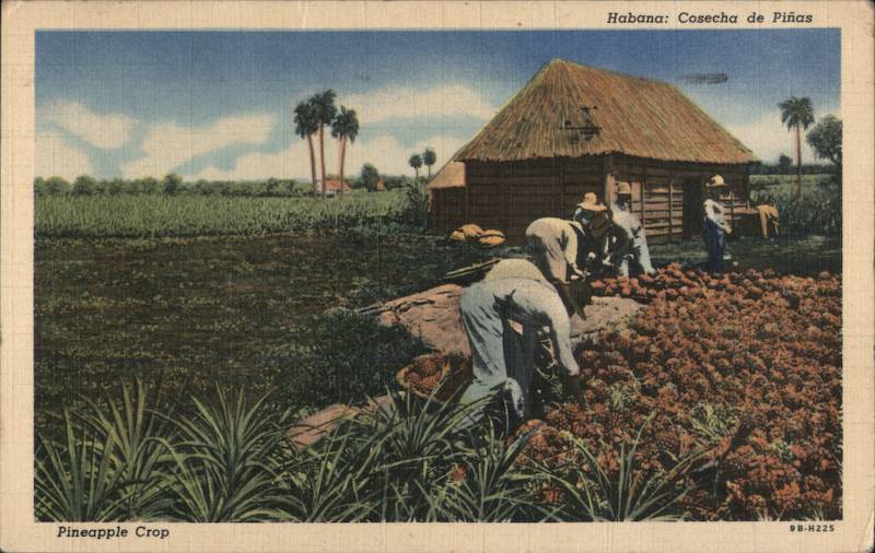 Pineapple Crop Havana Cuba