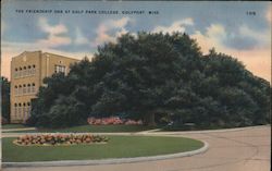 The Friendship Oak at Gulf Park College Postcard