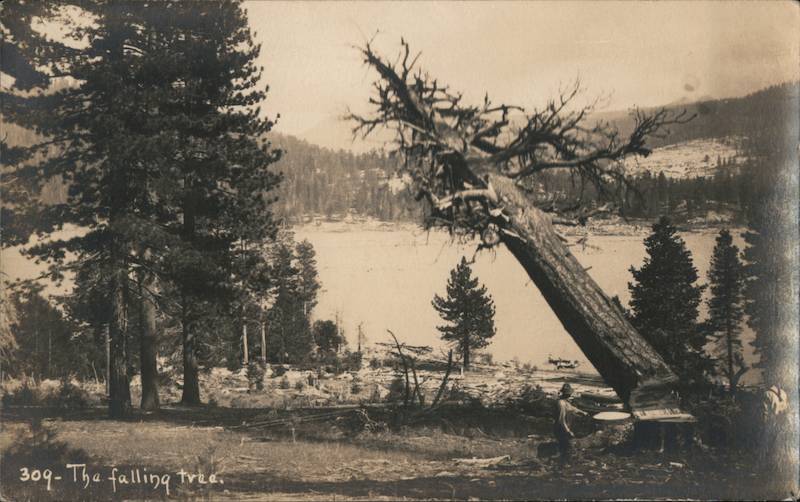 309- The Falling Tree Fresno California