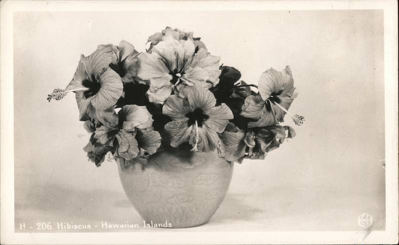 Hibiscus - Hawaiian Islands KH Flowers