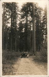 Among the Pines at Crater lake National Park Postcard