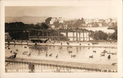 Duck Refuge Oakland, CA Vic Postcard Postcard Postcard