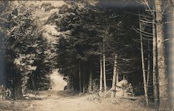 Pathway in a forest Postcard