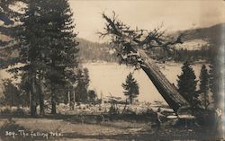 309- The Falling Tree Postcard