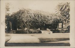 House Covered in Roses Postcard