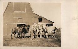Farmer Barn 4 White Horses and 3 Brown Postcard
