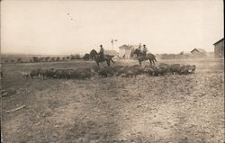 Cowboys overlooking Herd of Pigs Postcard