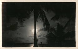 Palm Trees on a Moonlit Beach Postcard