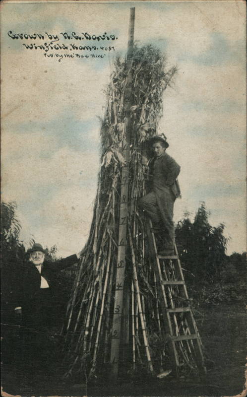 Tall Corn Stalks, Grown by N.G. Davis Winfield Kansas