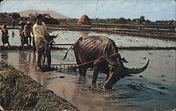 Harrowing the Rice Field Philippines Southeast Asia Postcard Postcard Postcard