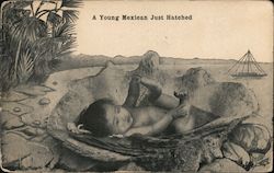 A Joung Mexican Just Hatched Postcard