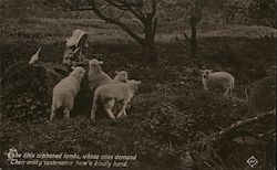 Orphaned Lambs being Fed Sheep Postcard Postcard Postcard