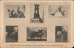 W.H. Southworth's Full Blood Educated Black Timber Wolfe of Fargo Postcard