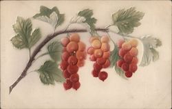 Grapes on a branch Postcard