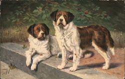 Pair of Dogs Postcard