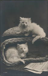 Kittens in a basket Cats Postcard Postcard Postcard