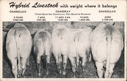 Hybrid Livestock - Hotel Jeffery Postcard