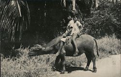 The Carabao of Guam Postcard