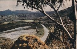 Honalei Valley Postcard