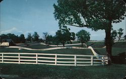 Calumet Farm - Race Horses Lexington, KY Postcard Postcard Postcard