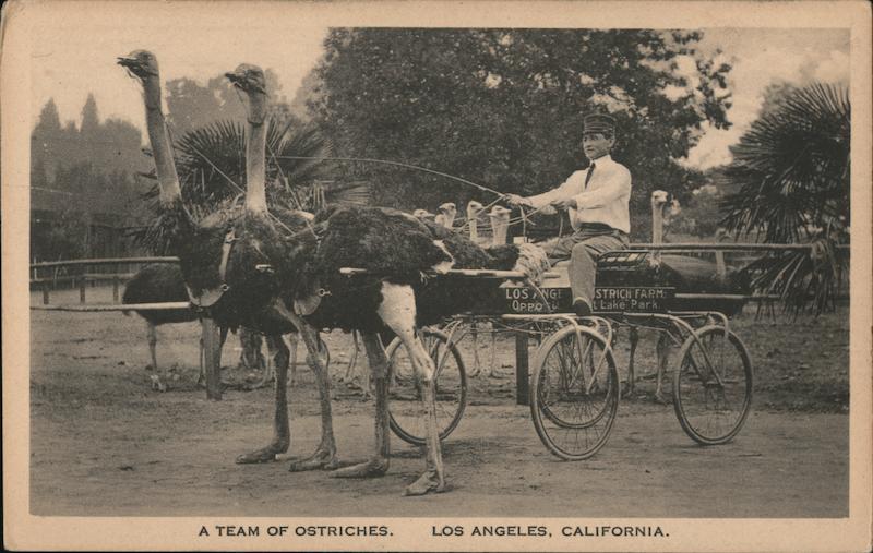A Team of Ostriches Los Angeles California
