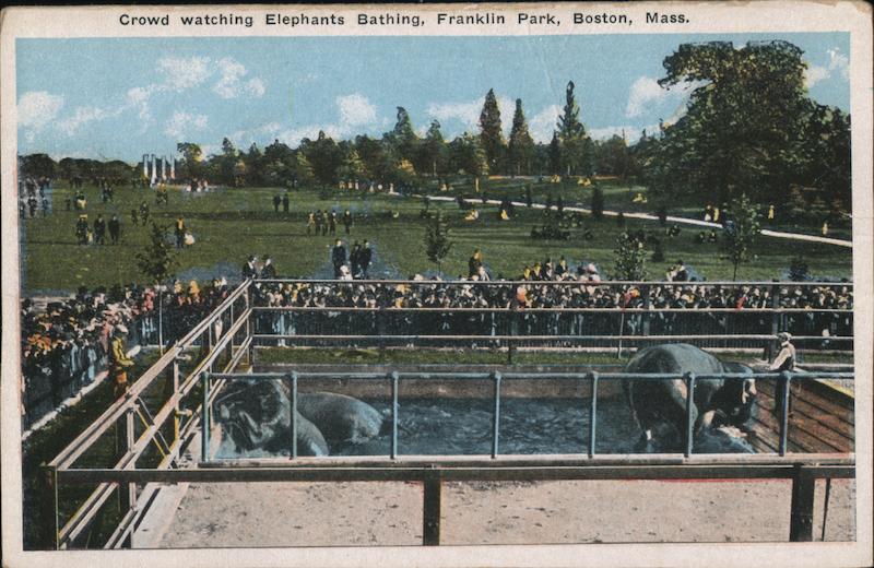Crowd Watching Elephants Bathing, Franklin Park Boston Massachusetts